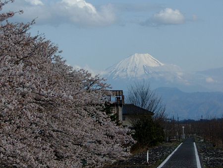 富士山と桜(2)/2010.4.10