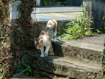 龍馬通りの猫(1)/2010.6.6