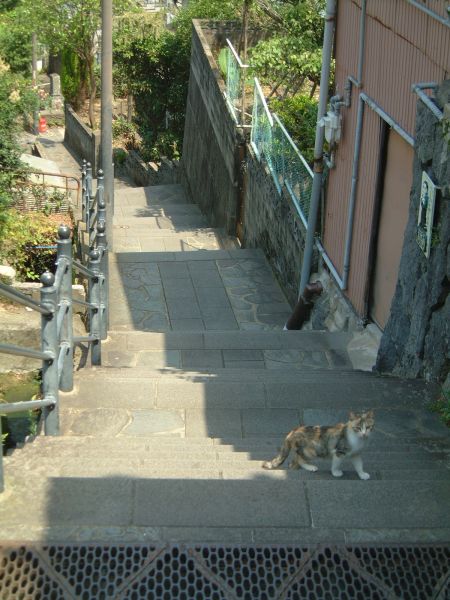 龍馬通りの猫(4)/2010.6.6