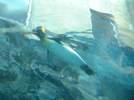 旭山動物園(7)/空飛ぶペンギン/2010.7.16