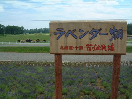 花畑牧場のラベンダー(1)/2010.7.18