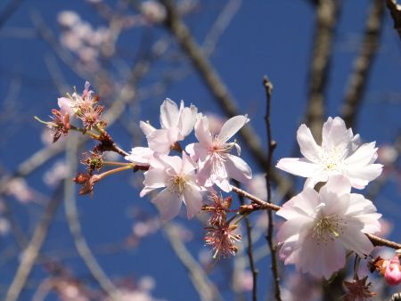 城峯公園の冬桜(1)/2010.12.4