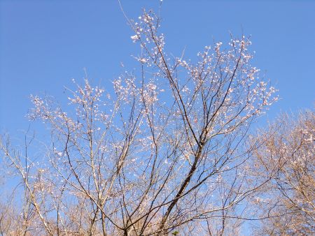 城峯公園の冬桜(2)/2010.12.4