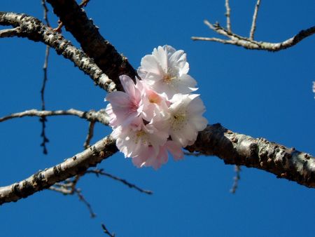 城峯公園の冬桜(3)/2010.12.4