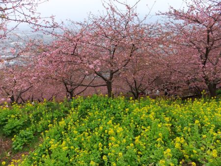 松田町・西平畑公園の河津桜(1)・菜の花と共に/2011.2.20