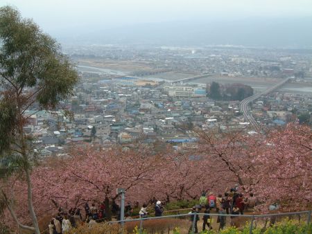 松田町・西平畑公園の河津桜(2)・酒匂川を見下ろす/2011.2.20