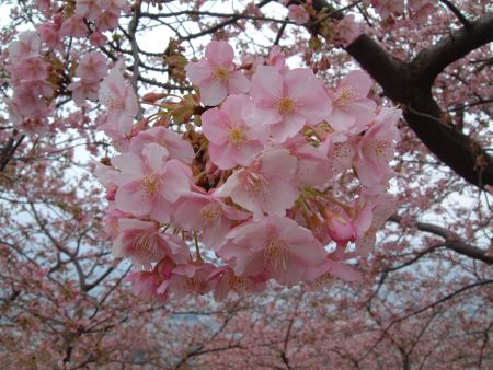 松田町・西平畑公園の河津桜(3)/2011.2.20