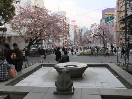 上野恩賜公園入口の桜（2)/2011.3.27