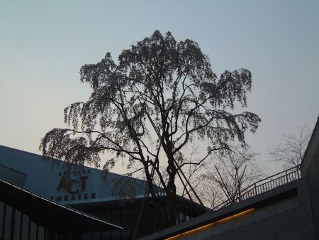 赤坂Sacas 三春桜(1)/2011.3.30