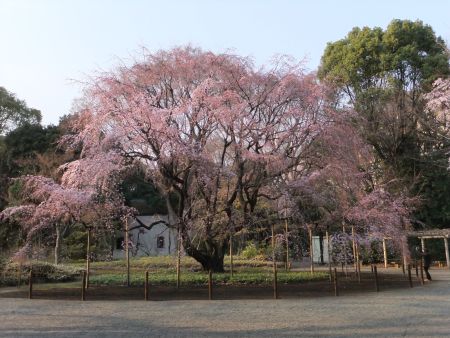 六義園のしだれ桜/2011.3.30