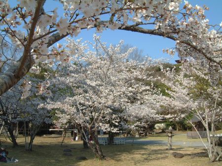 人吉城跡・相良護国神社の桜/2011.4.1