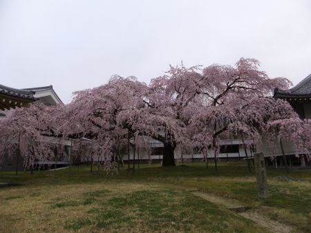 醍醐寺・霊宝館の桜/2011.4.3