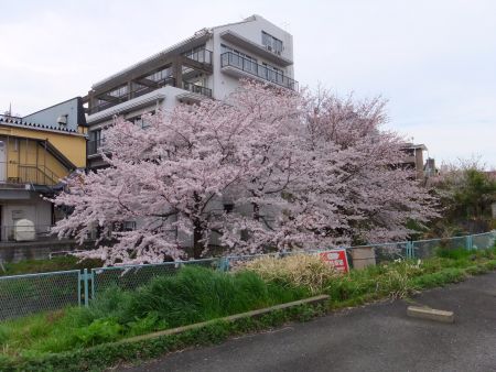 ご近所の桜/2011.4.8