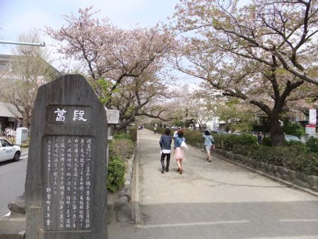 段葛の桜(1)/2011.4.16