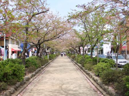 段葛の桜(2)/2011.4.16