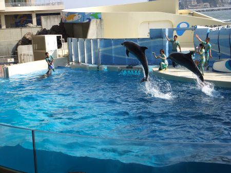新江ノ島水族館(4)/スプラッシュ！でのイルカのツインジャンプ/2011.4.16