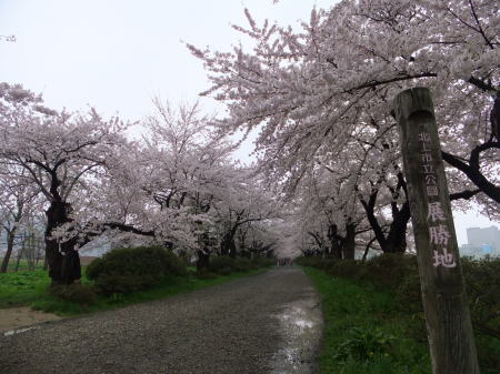 北上展勝地の桜(1)/2011.5.1