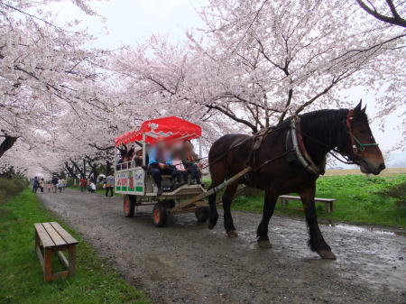 北上展勝地の桜(2)/2011.5.1