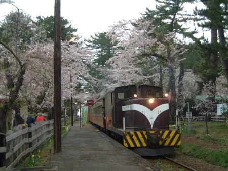 津軽鉄道・芦野公園駅の桜(1)/2011.5.2