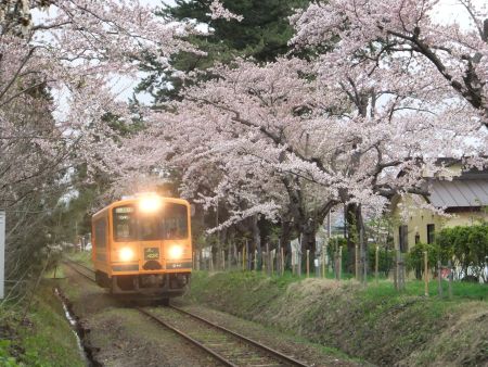 津軽鉄道・芦野公園駅の桜(3)/2011.5.2
