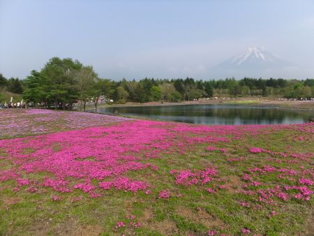 富士芝桜まつり(3)/2011.5.21