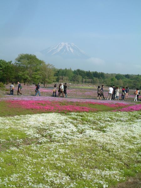 富士芝桜まつり(4)/2011.5.21