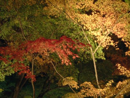 宝厳院の紅葉ライトアップ(2)/2011.11.26