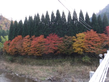 美山自然文化村周辺の紅葉(3)/2011.11.27