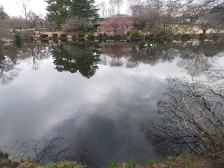 新宿御苑の修善寺寒桜(4)/2012.3.25