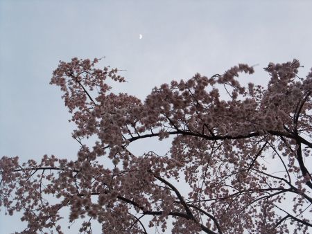 赤坂Sacas 三春桜(3)/2012.3.30