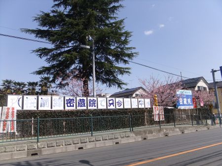 桜前線密蔵院で只今休憩中/2012.4.1