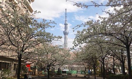 山谷堀公園の桜と東京スカイツリー(1)/2012.4.6