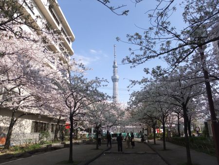 山谷堀公園の桜と東京スカイツリー(2)/2012.4.6