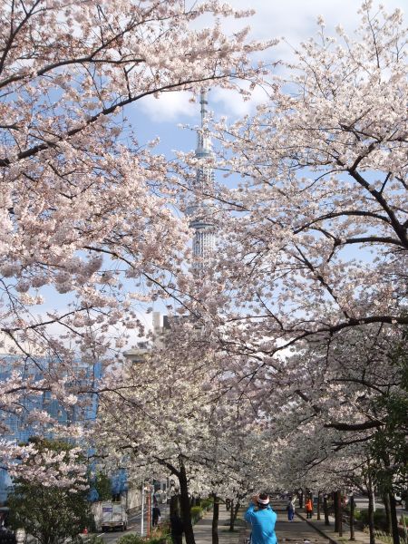 山谷堀公園の桜と東京スカイツリー(3)/2012.4.6
