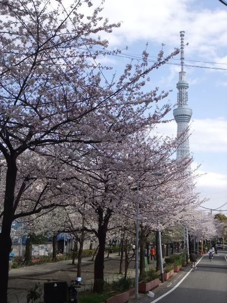 山谷堀公園の桜と東京スカイツリー(4)/2012.4.6