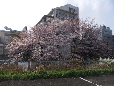 ご近所の桜/2011.4.6