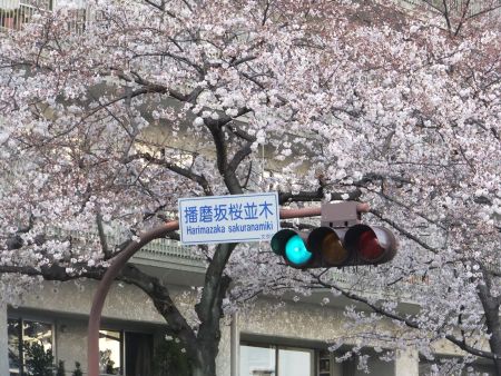 播磨坂の桜並木(1)/2012.4.6