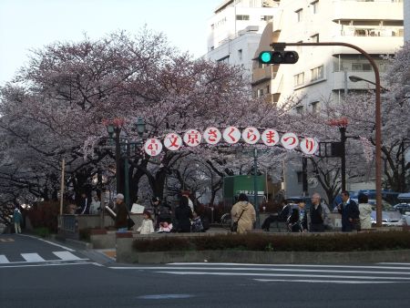 播磨坂の桜並木(2)/2012.4.6