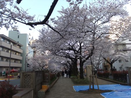 播磨坂の桜並木(3)/2012.4.6