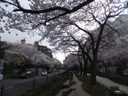 播磨坂の桜並木(4)/2012.4.6