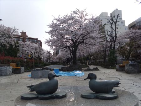 播磨坂の桜並木(5)/2012.4.6