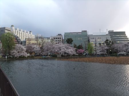 不忍池の桜(1)/2012.4.6