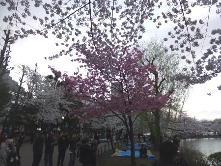 不忍池の桜(2)/2012.4.6