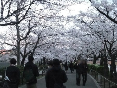 不忍池の桜(3)/2012.4.6