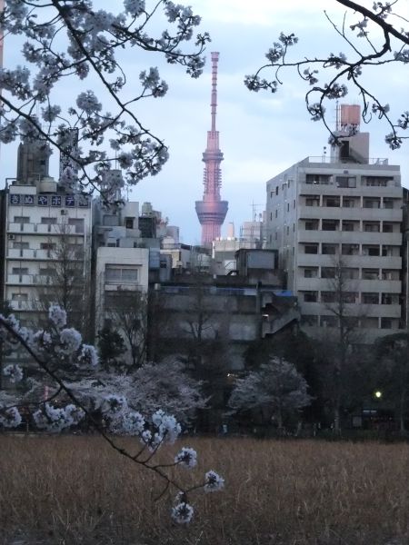 不忍池の桜と東京スカイツリー(1)/2012.4.6