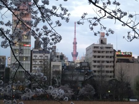不忍池の桜と東京スカイツリー(2)/2012.4.6