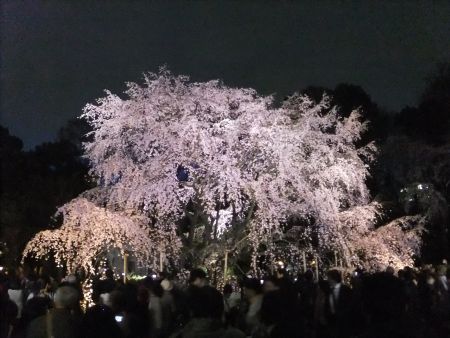 六義園のしだれ桜(2)/2012.4.6