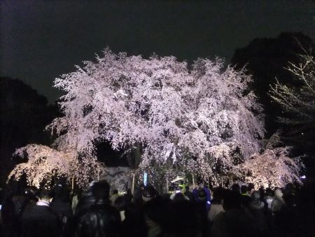 六義園のしだれ桜(4)/2012.4.6
