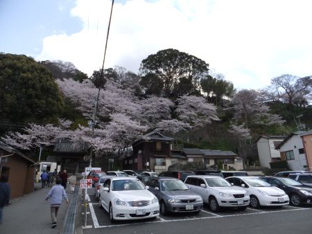 紀三井寺の桜(2)/2012.4.7