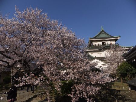 和歌山城の桜(5)/2012.4.7